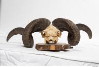 mouflon skull 0024